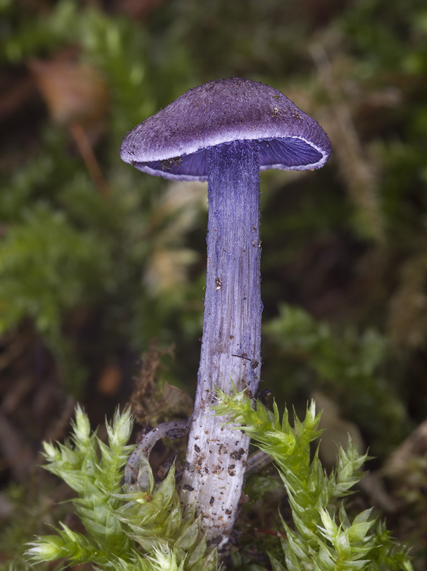 Entoloma euchroum